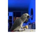 AXC 02 African Grey Parrots Birds