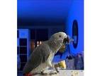 TDE 02 African Grey Parrots Birds