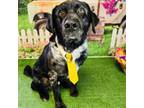 Adopt Butler a Catahoula Leopard Dog