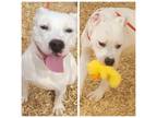 Adopt JOLLY a Pit Bull Terrier, Mixed Breed