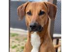 Adopt Samson a Doberman Pinscher, Corgi