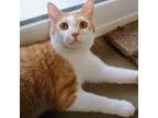 Adopt Leo a Domestic Short Hair