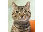 Adopt Harold a Domestic Short Hair