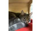 Adopt Strawberry Jelly a Domestic Short Hair