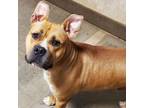Adopt Chewy a Pit Bull Terrier