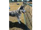 Adopt Joe a Husky