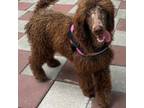 Labradoodle Puppy for sale in Summerfield, FL, USA