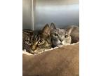 Adopt Tarzan & Jane a Domestic Short Hair