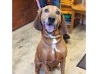 Adopt Ryder a Bloodhound