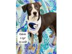 Adopt Kelvin a Mixed Breed