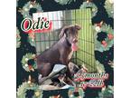Adopt Odie a Chocolate Labrador Retriever