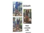 Adopt Cesar a German Shepherd Dog
