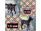 Adopt Brownie a Pit Bull Terrier