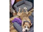 Adopt Cane - EXT RA a American Staffordshire Terrier