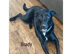 Adopt Brady a Labrador Retriever, Border Collie