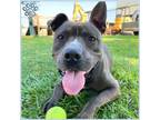 Adopt CADET a Staffordshire Bull Terrier