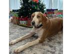 Adopt Tucker a Foxhound