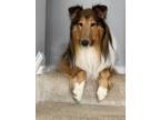 Adopt Vince a Collie