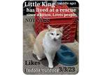 Adopt Little King a American Shorthair