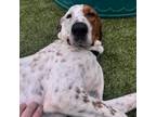 Adopt Wallace a Hound