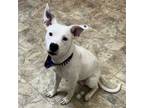 Adopt Alvie a Terrier