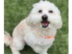 Adopt Cookie a Maltipoo