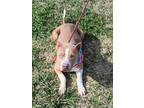 Adopt Flash a Pit Bull Terrier