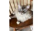 Adopt Doc Cotton a Ragdoll