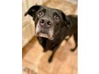 Adopt Willy a Black Labrador Retriever