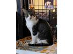 Adopt Mercedes a Tabby