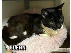 Adopt Glenn a Domestic Short Hair