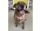 Adopt Cinnamon a Mixed Breed