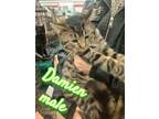 Adopt Damien a Domestic Short Hair