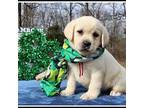 Labrador Retriever Puppy for sale in Mountain View, AR, USA