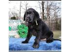 Labrador Retriever Puppy for sale in Mountain View, AR, USA