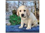 Labrador Retriever Puppy for sale in Mountain View, AR, USA