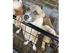 Adopt Pawsy Pawsborne a Pit Bull Terrier, Mixed Breed