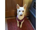 Adopt Nick a Jindo, Mixed Breed