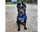 Adopt Spock a Mixed Breed