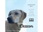 Adopt Deacon a Labrador Retriever, Greyhound
