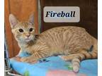 Adopt Fireball a Tabby