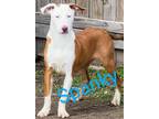 Adopt Spanky a Hound