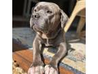 Adopt Hardy a American Staffordshire Terrier