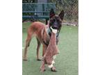 Adopt Cane a Belgian Shepherd / Malinois