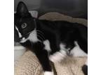 Adopt Squeaker a Tuxedo