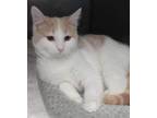 Adopt Collins a Domestic Short Hair