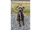 Adopt Davy a American Staffordshire Terrier