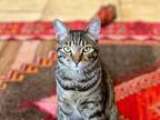 Adopt Westminster a Tabby, Domestic Short Hair