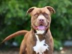 Adopt TRAVIS a Pit Bull Terrier