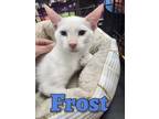 Adopt Frost a American Shorthair